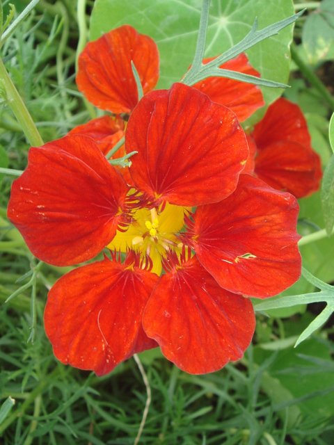 Tropaeolum majus fleur